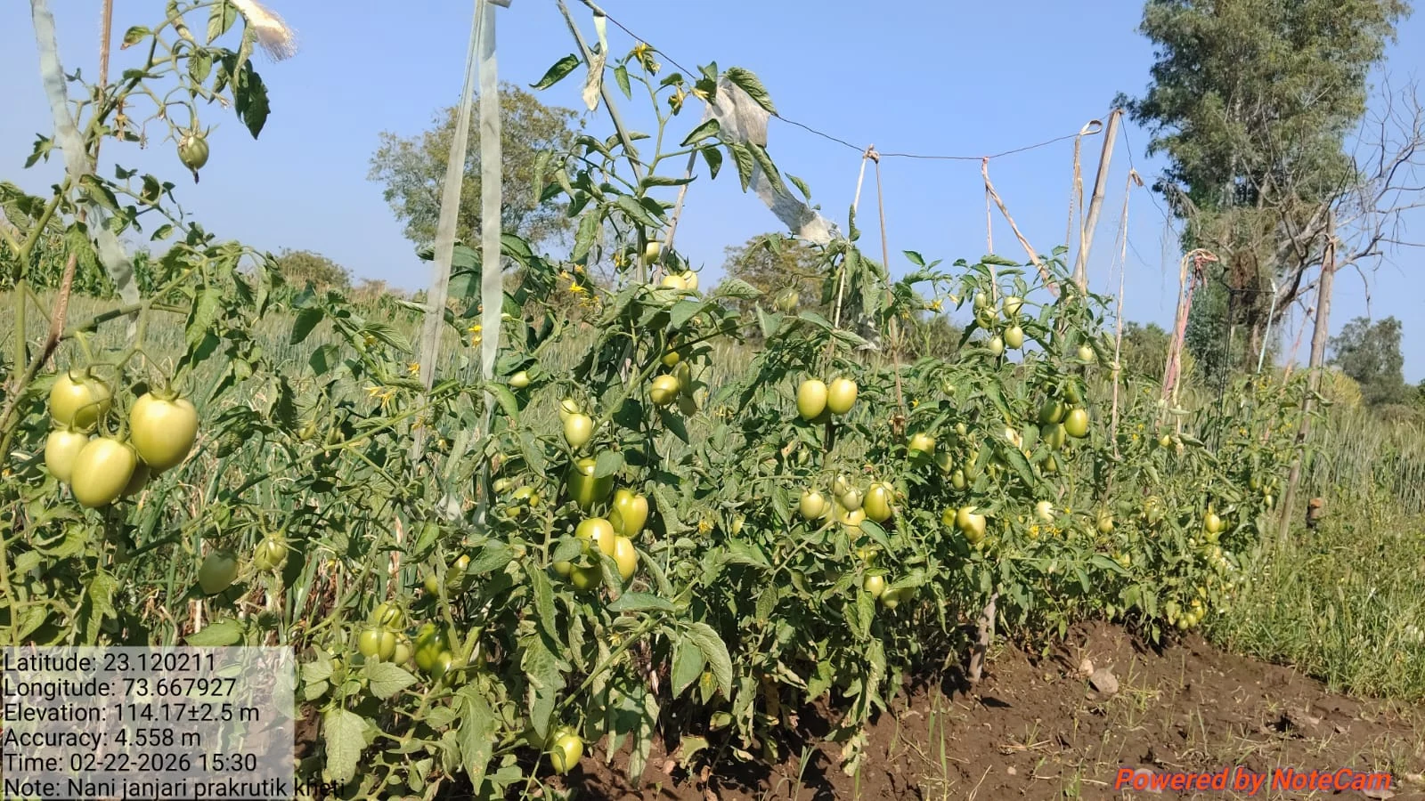 Tomato plants loaded with fruit shown in a field photo with coordinate watermark